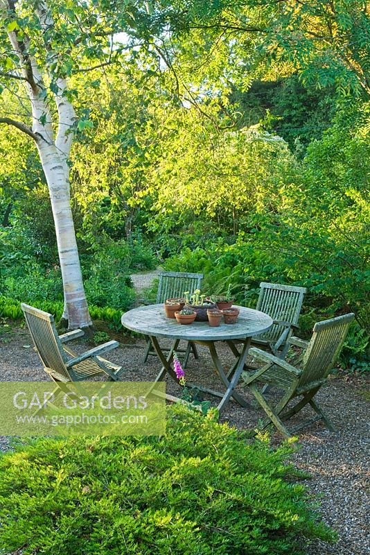 Le jardin avant - table et chaises avec bouleau. Sandhill Farm House, Hampshire