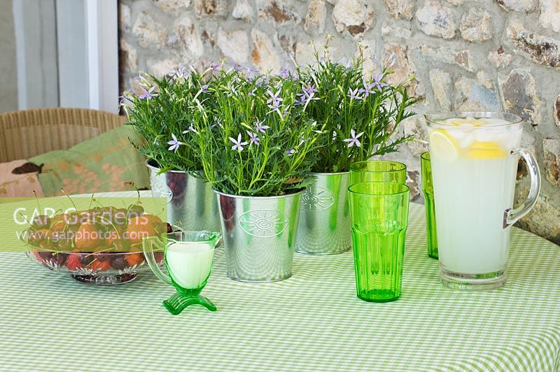 Table avec verres verts, bol de fruits et pots en métal planté d'Isotoma axillaris dans la véranda