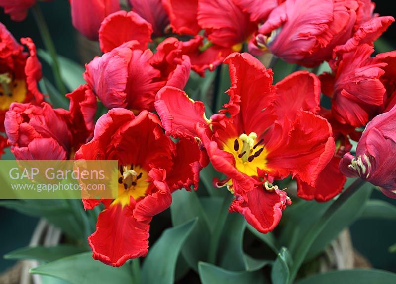 Tulipa 'Roccoco' gros plan de fleur