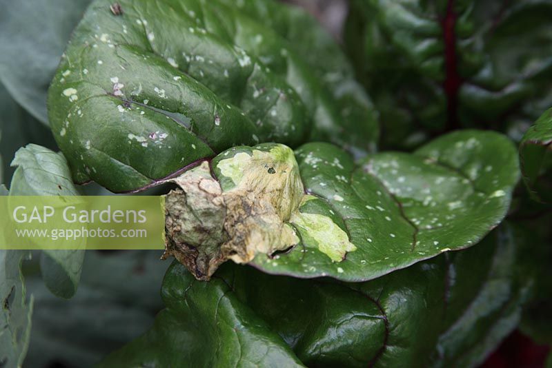 Pegomya hyoscyami - Mineuse des feuilles de betterave. Gros plan du mien sur blettes