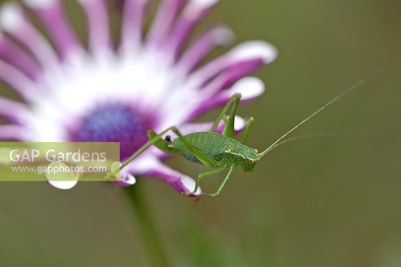 Cricket de brousse moucheté sur Oesteospermum 'White Spoon Petal'