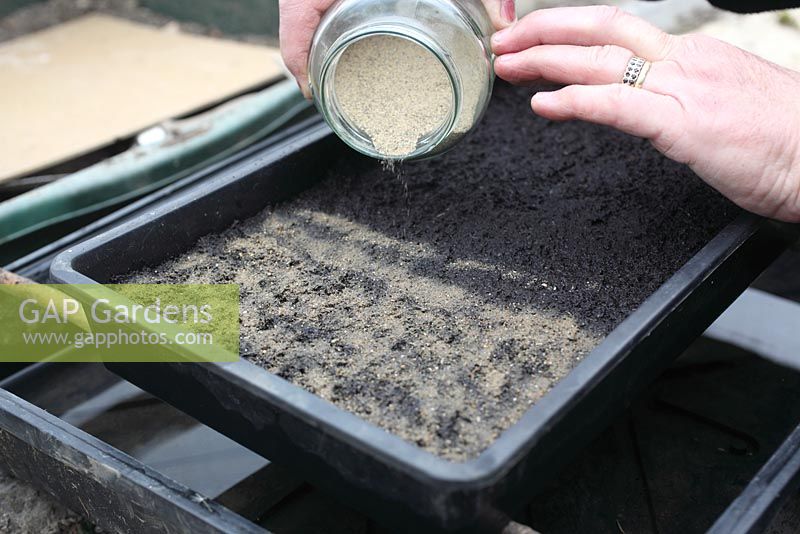Cultiver un buisson de buddleia - saupoudrer le mélange de sable et de graines uniformément sur le compost humide