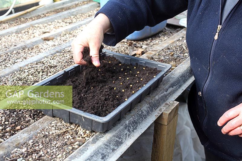 Laburnum en croissance - recouvrez les graines d'environ 10 mm de compost et fermez