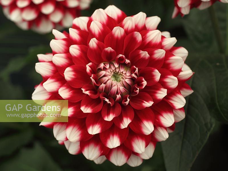 Dahlia 'Checkers' close up de fleur