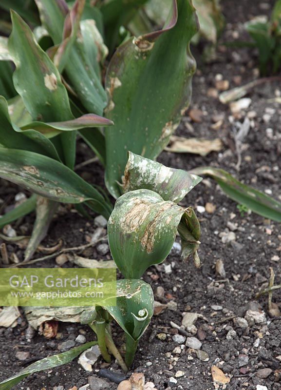 Tulipe avec des symptômes de marbrure virale sur les feuilles