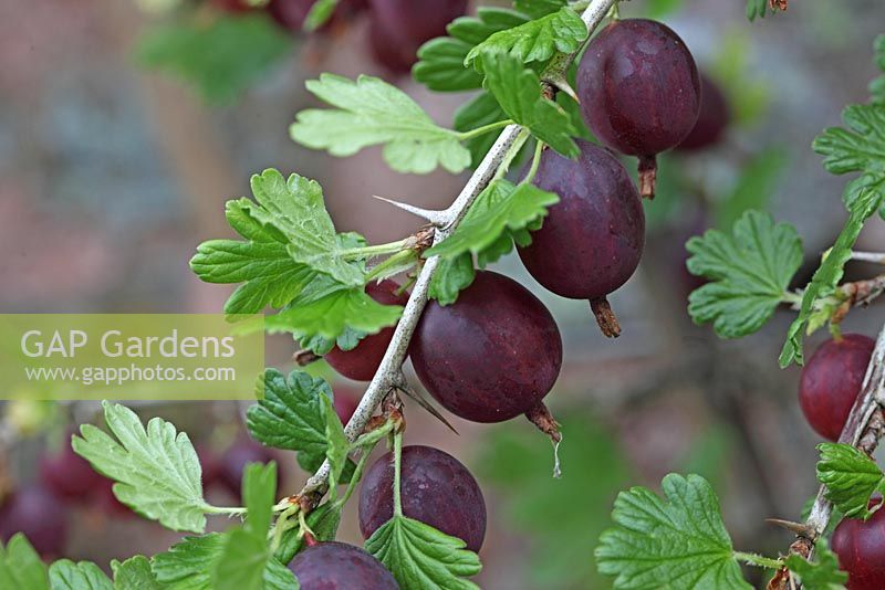 Ribes divariculatum - Worcesterberry close up de fruits