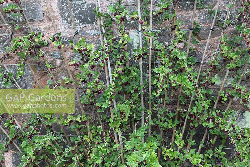 Ribes divariculatum - Worcesterberry, cordon aux fruits mûrs