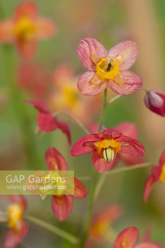 Epimedium x warleyense 'Orange Queen'