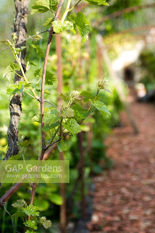 Nouvelles pousses de vigne de raisin dessert entraînées sur une pergola en métal. Jardins des Paradis à Cordes sur Ciel, France