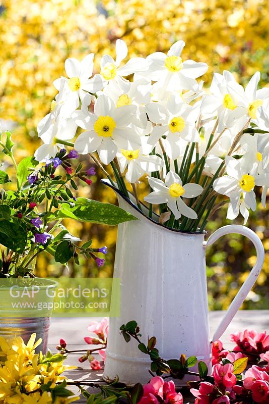 Les arrangements floraux comprennent Narcissus, Forsythia, Chaenomeles japonica et Pulmonaria officinalis.