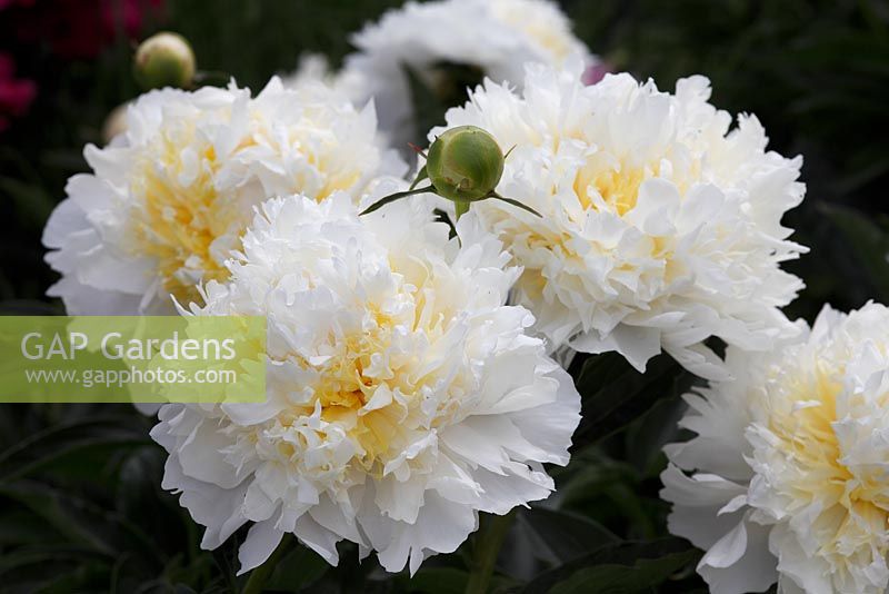 Paeonia 'Cheddar Cheese'