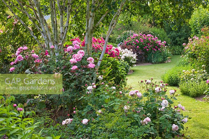 Parterre de fleurs avec des roses à côté du chemin d'herbe. Rosa 'Nur Mahal', Rosa 'Marie Pavie' et Rosa Magna Charta '