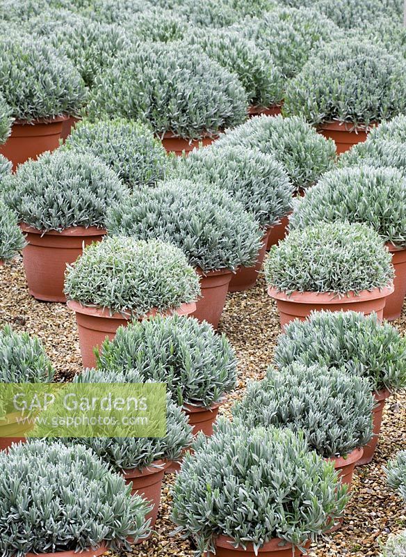 Rangées de pots - plantes poussant en polytunnel - Crocus Nursery, Surrey