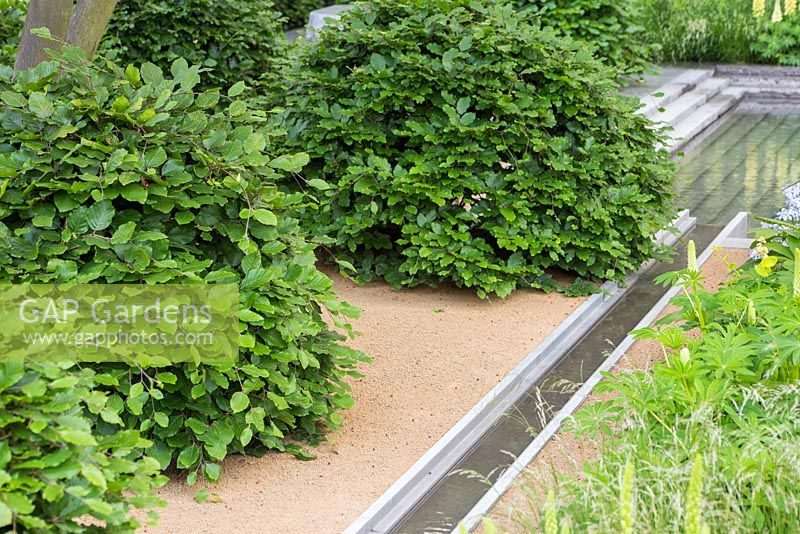 Rangée d'arbustes Fagus sylvatica à côté d'un plan d'eau, menant à une piscine de granit. Le jardin Laurent-Perrier. Chelsea Flower Show 2014