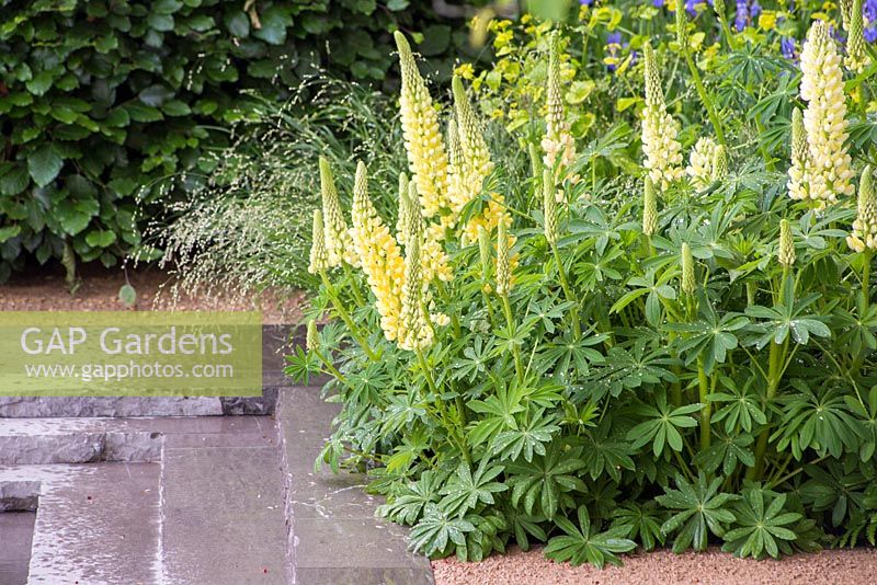 Grappe de Lupinus 'Chandelier' poussant à côté des marches en granit, menant à une piscine. Le jardin Laurent-Perrier. RHS Chelsea Flower Show 2014