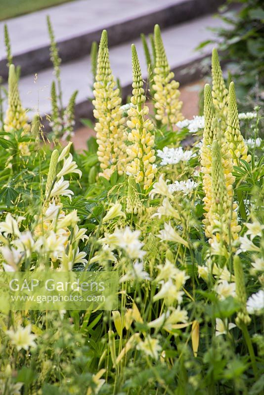 Parterre de fleurs planté de Lupinus 'Chandelier' et Gladiolus tristis en vue de marches en granit. Le jardin Laurent-Perrier. RHS Chelsea Flower Show 2014