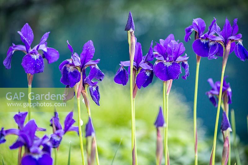 Iris sibirica 'Dark Desire' avec vue sur l'étang. No Man's Land: ABF The Soldiers 'Charity Garden. Médaille d'or, RHS Chelsea Flower Show 2014.