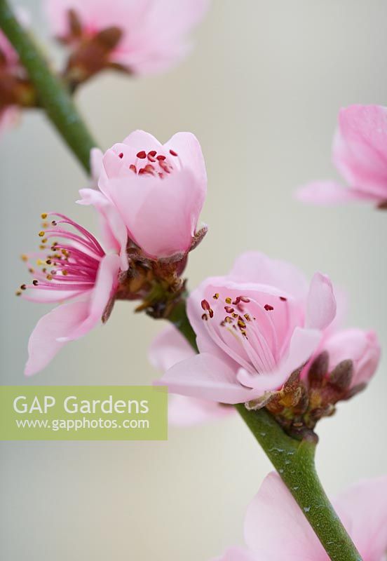 Prunus Persica - gros plan de fleur de pêche rose