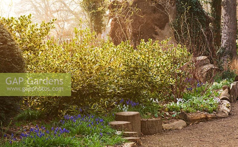 Le jardin d'hiver avec Ilex x altaclerensis 'Golden King '. Ragley Hall, Warwickshire
