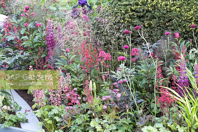 Plantation informelle rose chaud et rouge avec Cirsium, Astrantia, Heucheras et pivoines. Positivement Stoke-on-Trent. Chelsea Flower Show 2014