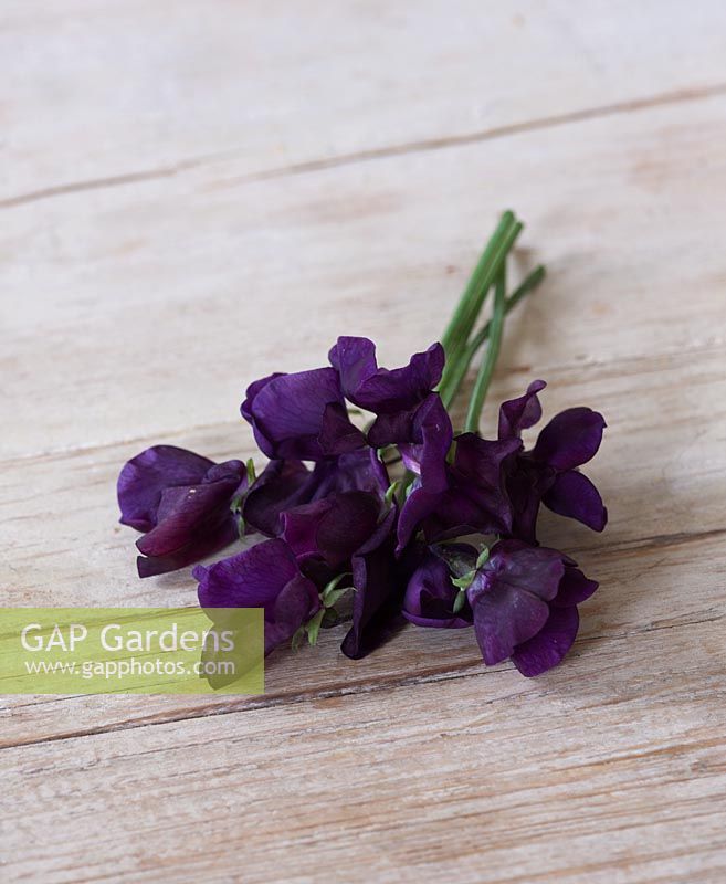 Lathyrus odoratus 'King Size Navy Blue'