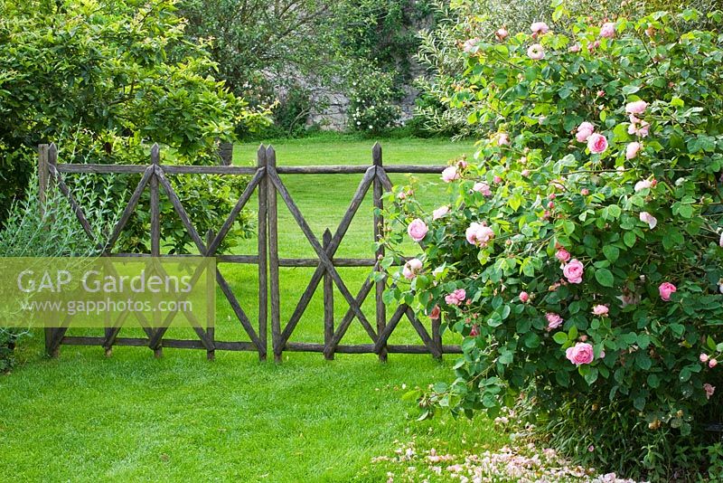 Pelouse et clôture en bois décorative de Stéphane Cassine - à côté de Rosa 'Constance Spry '. Les Jardins de Roquelin, Val de Loire, France