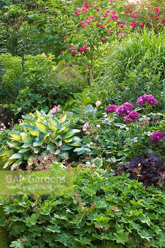 Rosa 'Glace de Bourgogne' et Heuchera 'Binoche '. Jardin André Eve, France