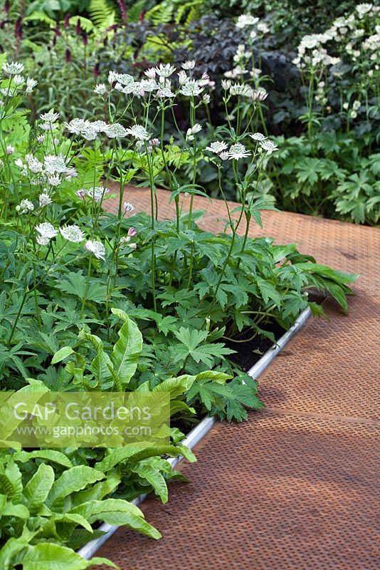 Un chemin de grille métallique bordé de plantations d'Astrantia major 'White Giant' et d'Asplenium scolopendrium dans le jardin aquatique RBC