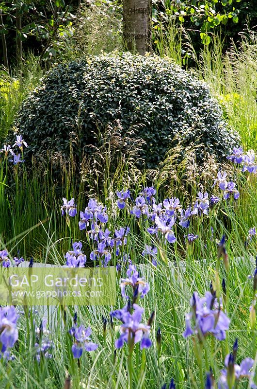 Iris robustra 'Gerald Darby' avec une balle d'Osmanthus en arrière-plan - RBC Waterscape Garden 'Escape the Rain', RHS Chelsea Flower Show 2014