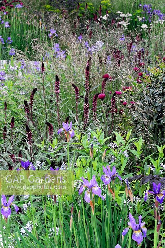 Lysimachia atropurpurea 'Beaujolias', Cirsium rivulare 'Atropurpureum', Astrantia et Iris sibirica 'Perry's Blue' en parterre de fleurs. RHS Chelsea Flower Show 2014, RBC Waterscape Garden