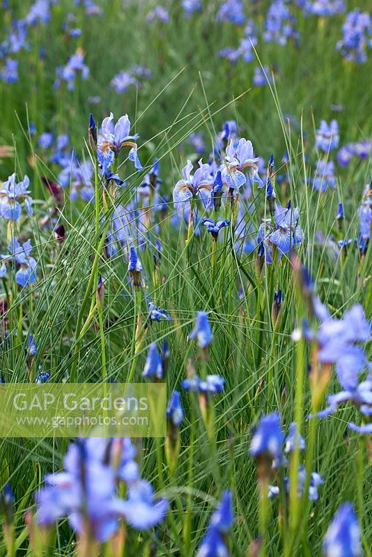 Iris sibirica 'Perry's Blue' et Juncus inflexus. RHS Chelsea Flower Show 2014, RBC Waterscape Garden, médaillé d'or