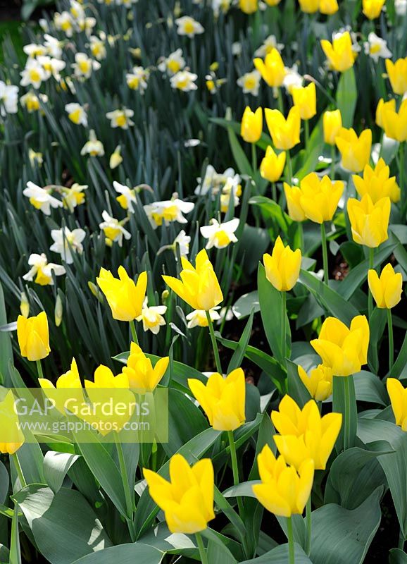 Tulipa favoriseriana 'Yellow Purissima' avec Narcisse 'Ice follies'