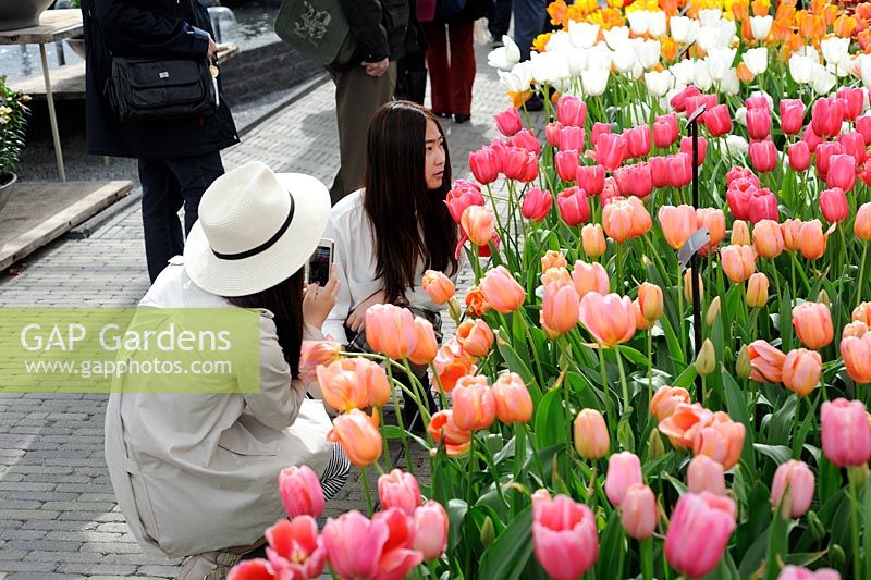 Tulipa 'Renown '. Les visiteurs orientaux du Keukenhof prennent leurs photos à côté des tulipes.