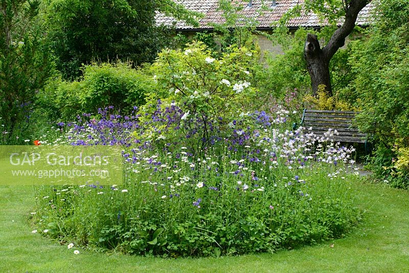 Parterre de fleurs circulaire dans la pelouse avec Rosa 'Nevada' et aquilegias auto-ensemencées et Leucanthemum vulgare (marguerites à œil de boeuf).
