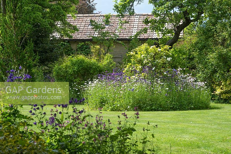 Parterre de fleurs circulaire dans la pelouse avec Rosa 'Nevada' et aquilegias auto-ensemencées et Leucanthemum vulgare - marguerites à œil de boeuf.