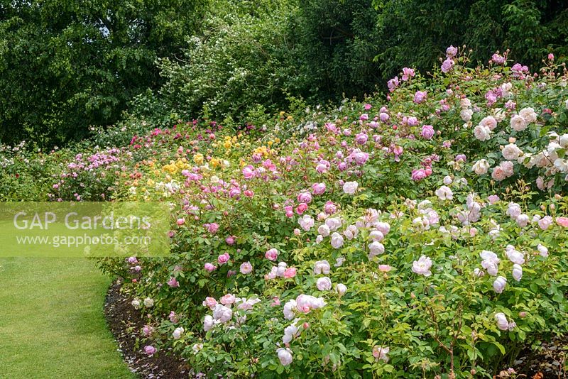 Parterre de roses avec des variétés de roses anglaises David Austin. Queen Mary's Gardens, Regent's Park, Londres.