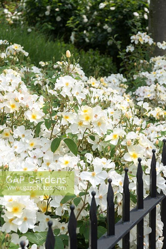 Rosa 'Kew Gardens '. Queen Mary's Gardens, Regent's Park, Londres.