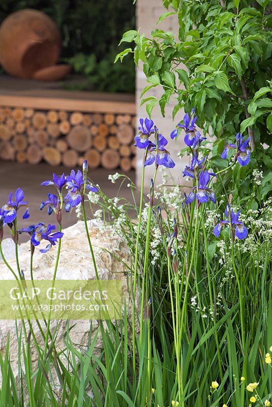 The Homebase Garden 'Time to Reflect '. RHS Chelsea Flower Show 2014. Iris sibirica et Luzula sylvatica en vue de stocker les journaux.