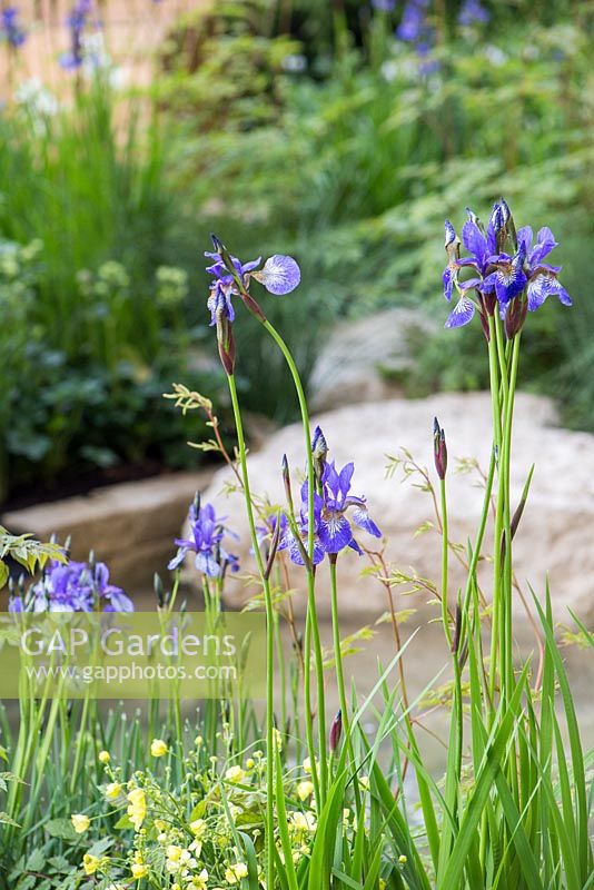 The Homebase Garden 'Time to Reflect '. RHS Chelsea Flower Show 2014. Iris sibirica avec vue sur la piscine.