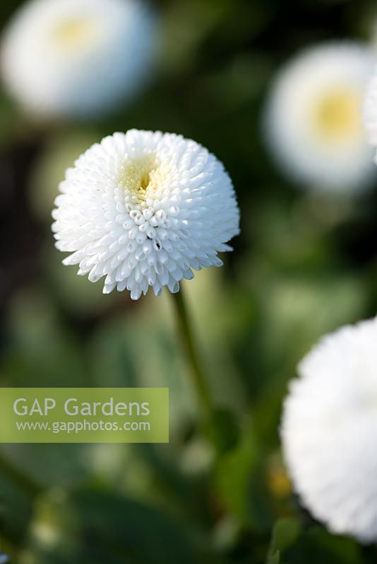 Bellis perennis 'Medicis blanc' - Série Medicis