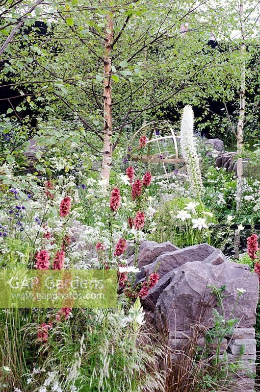 Betula pendula sous-plantée de Verbascum et d'Anthriscus - Vital Earth The Night Garden
