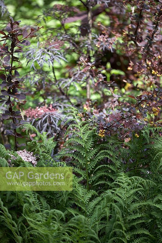 Fougères, berberis et Sambucus nigra (feuille violette). Le jardin du DialAFlight Potter. RHS Chelsea Flower Show 2014.