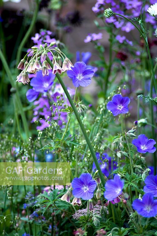 Combinaison de Nectaroscordum et de géranium bleu. Le jardin du DialAFlight Potter. RHS Chelsea Flower Show 2014.