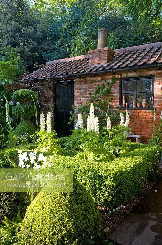Le jardin Topiarist à West Green House - Chemin de pierre menant au jardinier en brique. Boîte topiaire. Lupins blancs et campanules.
