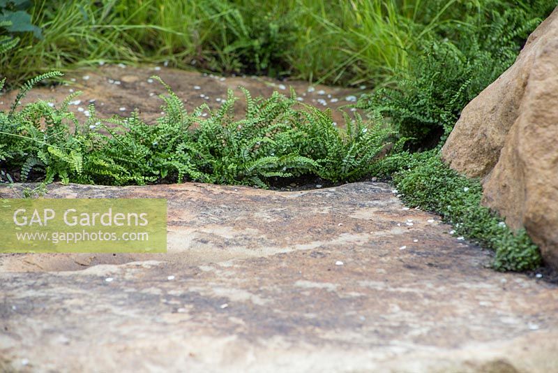 Chemin de pierre du Yorkshire planté d'Asplenium trichomanes et de Soleirolia soleirolii. Tour de Yorkshire, RHS Chelsea Flower Show 2014