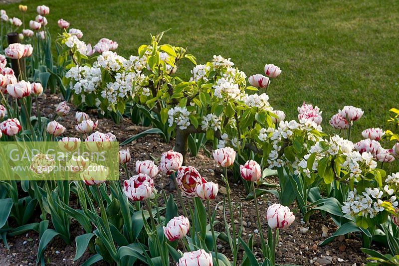 Combinaison de plantation de Tulipa 'Carnaval de Nice' et de pomme formée comme cordon en fleur