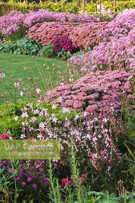 Parterre d'automne en rose avec Dahlia 'Princess Park', Aster 'Jenny', Chrysanthemum 'Clara Curtis', Sedum 'Autumn Joy' et Gaura lindheimeri. Ulting Wick, Essex