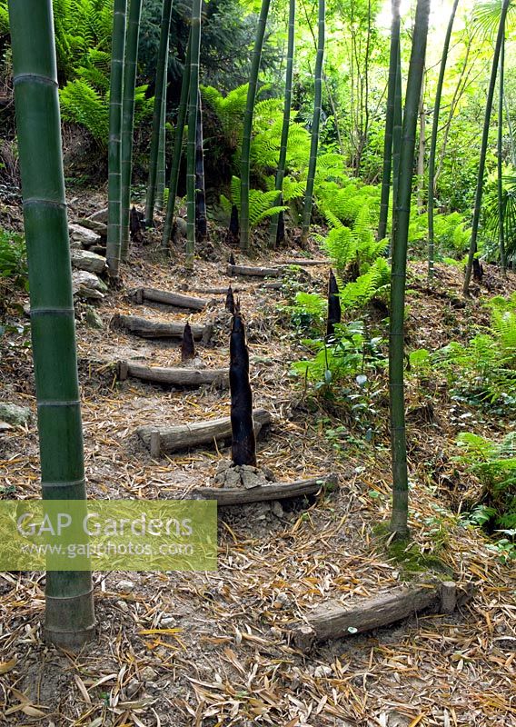 Phylostachys Edulis dans la vallée avec des marches en bois jusqu'à fougères profondes et bambou