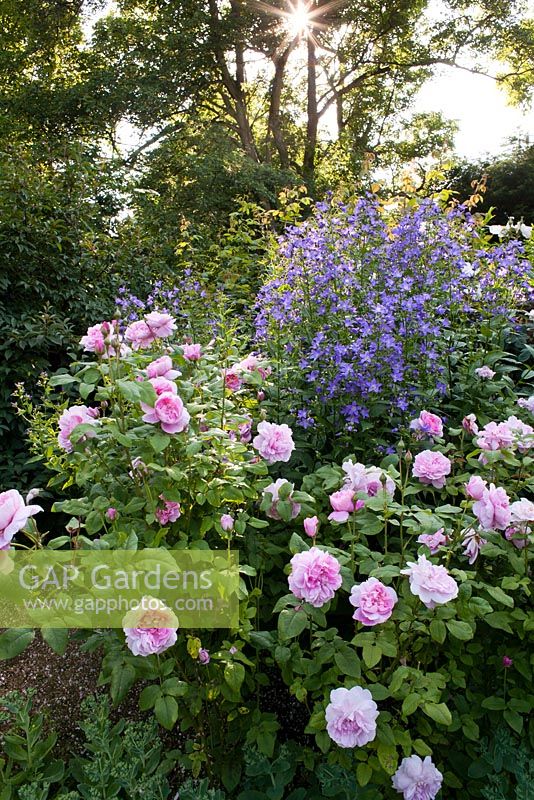 Rosa 'Cottage Rose', Campanula lactiflora 'Variété de Prichard'