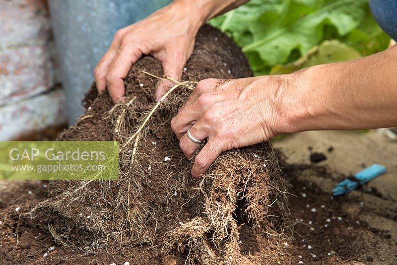 Récolte des racines du raifort.